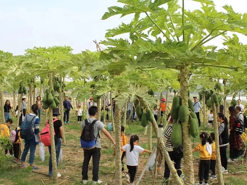 為什么大理研學(xué)夏令營如此受歡迎？