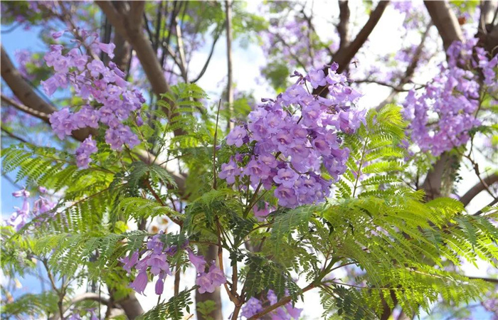 大理的藍花楹開了，邂逅一場“藍花雨”，赴一場紫色浪漫！