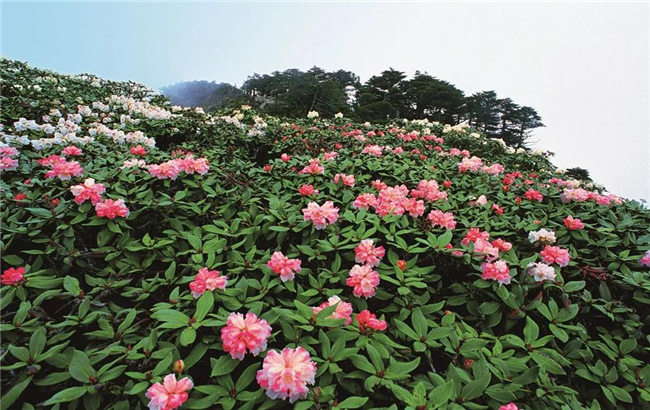 大理旅游 六月，蒼山等你赴一場花的“盛宴”！