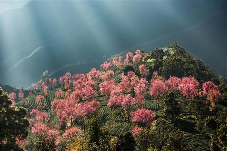 大理櫻花季：南澗無量，秘境花鄉(xiāng)——神仙姐姐居住的地方！快來大理旅游吧！