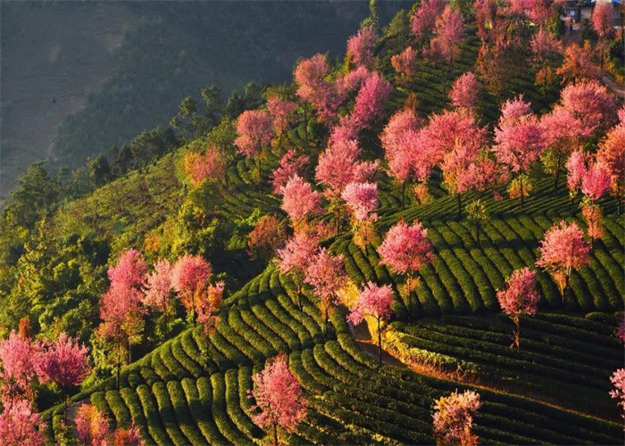 大理旅游：冬日賞櫻，徒步無量山。漫步洱海，打卡s彎小鐮倉。邂逅精靈，洱海紅嘴鷗。