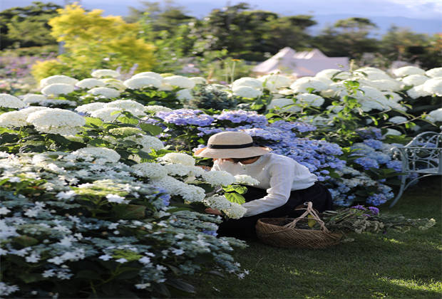蒼山下，邂逅莫奈花園