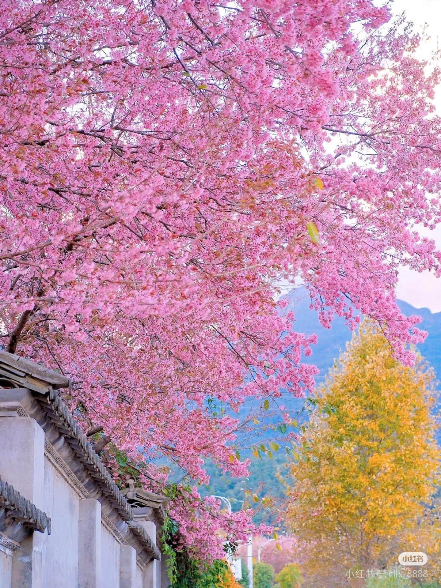 云南旅游,云南旅行社,云南團建公司,云南策劃公司,云南會議會展,云南策劃執(zhí)行,大理旅游,大理旅行社,大理團建公司,大理會議公司,大理會議會展,大理策劃公司:去云南才知道，最早的櫻花是開在冬天的